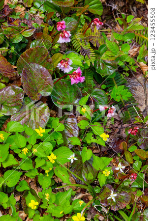 初夏の守門岳稜線のイワカガミ、オオバキスミレ、ミツバオウレン 123455508