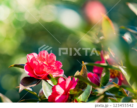 新春の美しい花 満開のサザンカ 新春の美しい花 満開のサザンカ 123455542