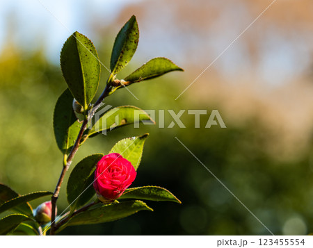 新春の美しい花　満開のサザンカ 123455554