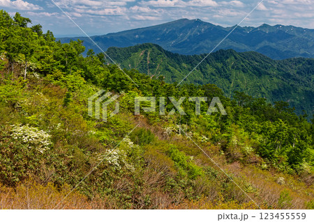 オオカメノキ咲く新緑の守門岳稜線から見る浅草岳 123455559