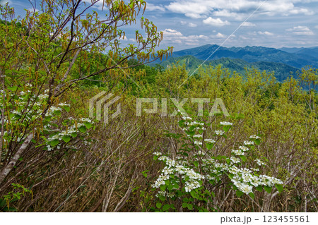 オオカメノキ咲く新緑の守門岳稜線から見る浅草岳 123455561