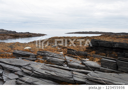 Seaweed on coastal rocks of the Barents Sea Seaweed on coastal rocks of the Barents Sea 123455936