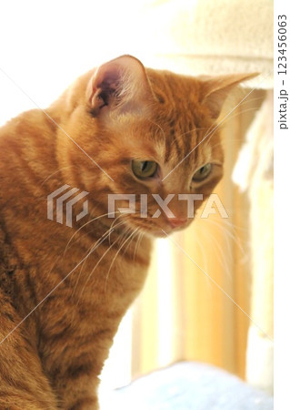 なにかをじっと見つめているチャトラの猫 123456063