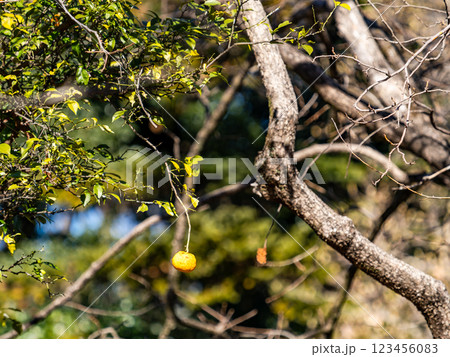 冬晴れの青空に映える、黄色い柚子の実 123456083