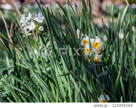 冬の晴れた日に咲く水仙【ニホンズイセン】と【ペーパーホワイト】 123456104