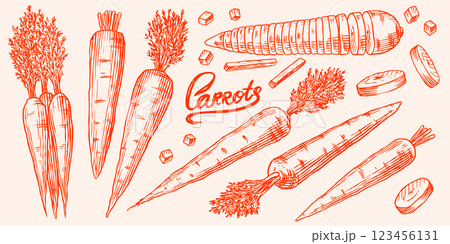 Fresh carrots collection. Healthy eco Hand drawn tasty vegetables for food store or farm market with 123456131