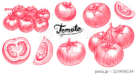 Set of tasty and fresh red tomatoes, hand drawn vegetables in engraved old traditional style. sketch 123456134