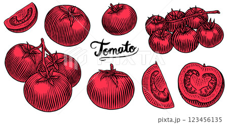 Set of tasty and fresh red tomatoes, hand drawn vegetables in engraved old traditional style. sketch 123456135