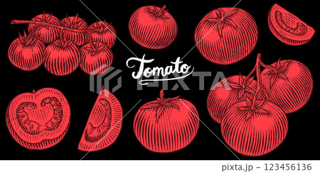 Set of tasty and fresh red tomatoes, hand drawn vegetables in engraved old traditional style. sketch 123456136