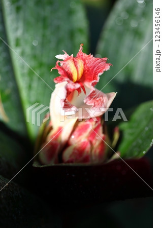 コスツス・エリソロフィルスの花 123456146