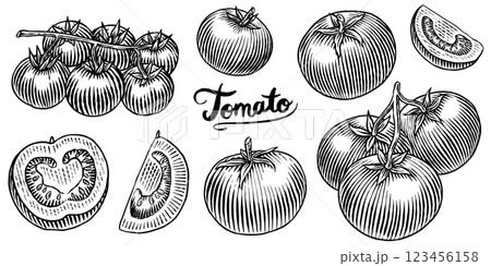 Set of tasty and fresh red tomatoes, hand drawn vegetables in engraved old traditional style. sketch 123456158