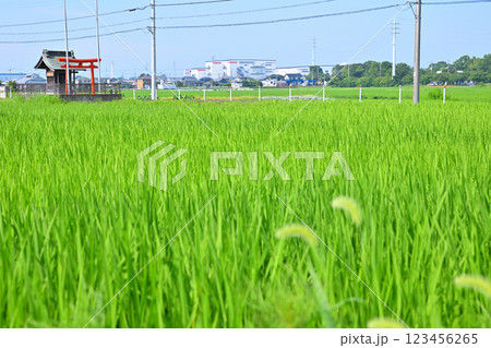 初夏の田圃風景　ポツンと稲荷神社　川越市 123456265