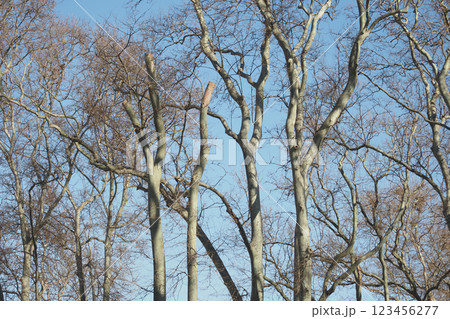 Bare Trees Silhouetted Beautifully Set Against a Clear Blue Sky in a Stunning Winter Landscape Scene Bare Trees Silhouetted Beautifully Set Against a Clear Blue Sky in a Stunning Winter Landscape Scene 123456277