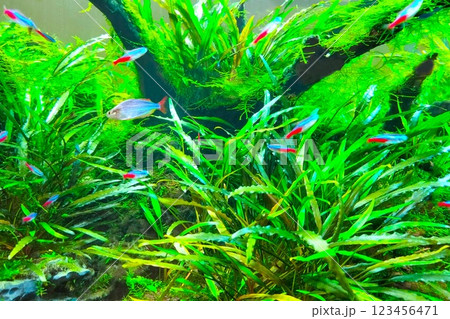 熱帯魚のアクアリウム 熱帯魚のアクアリウム 123456471