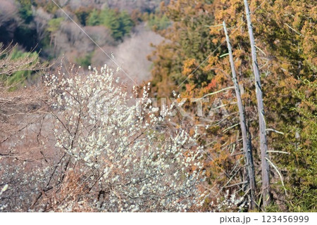 山の中に咲く梅の木と自然の風景 123456999