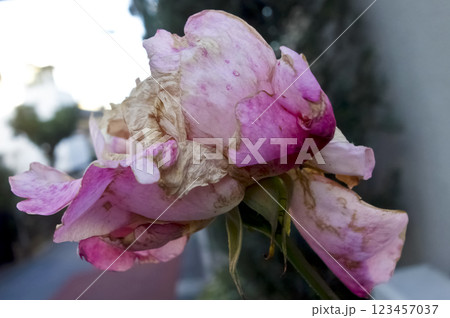 朽ちて枯れた可憐なピンク色の薔薇の花が咲いています 123457037