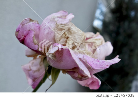 朽ちて枯れた可憐なピンク色の薔薇の花が咲いています 朽ちて枯れた可憐なピンク色の薔薇の花が咲いています 123457039