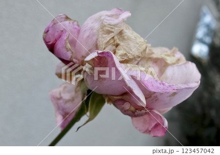 朽ちて枯れた可憐なピンク色の薔薇の花が咲いています 123457042