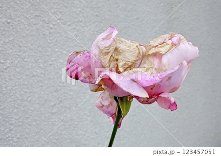 朽ちて枯れた可憐なピンク色の薔薇の花が咲いています 朽ちて枯れた可憐なピンク色の薔薇の花が咲いています 123457051