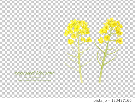 水彩手書きの菜の花のカットイラスト 123457166
