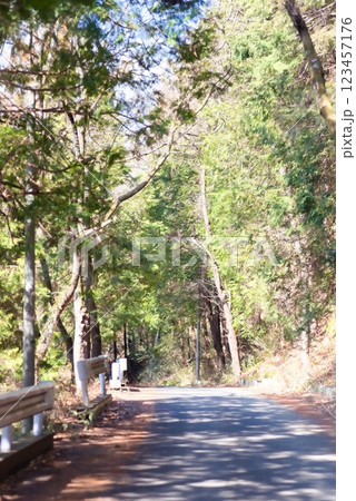 日差しに照らされた登山道の風景 123457176
