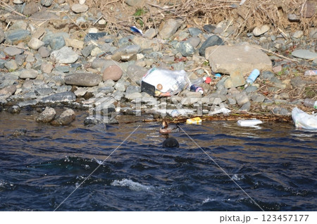 岸辺でのんびり休むヒドリガモと周囲のゴミ 123457177