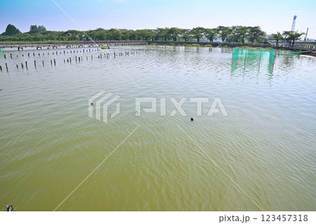 初夏　水量たっぷりの伊佐沼　　7月湖畔の風景　　 123457318