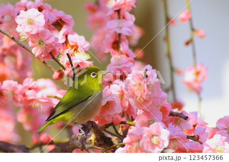 しだれ梅とメジロ（早春イメージ） 123457366