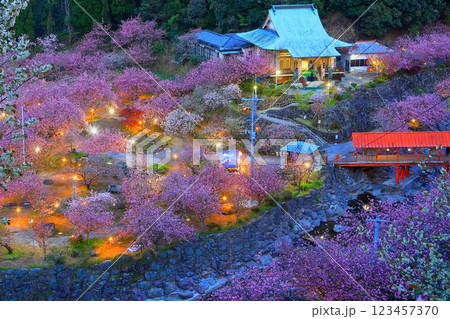 八重桜満開の一心寺(ライトアップ・大分市) 八重桜満開の一心寺(ライトアップ・大分市) 123457370