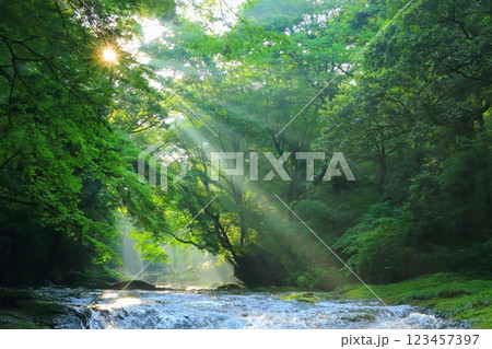 美しい光芒の出る菊池渓谷（菊池市） 123457397