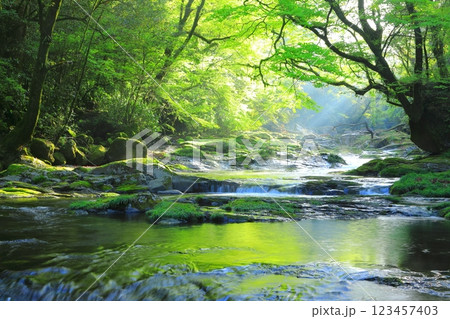 光さす新緑の菊池渓谷（菊池市） 123457403