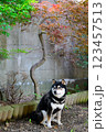 紅葉した木の葉ととブロック塀の前で座りこむ柴犬 123457513