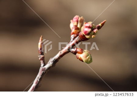 春の日差しを浴びて日毎に膨らむ河津桜の花芽 123457633