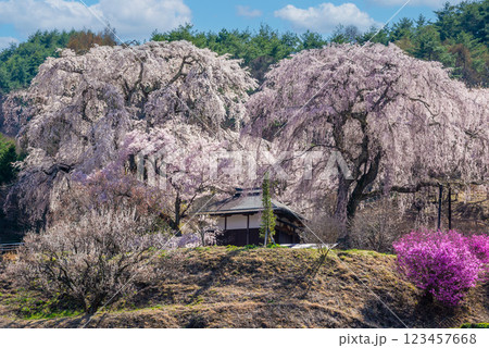 長野県高遠町のしだれ桜 123457668