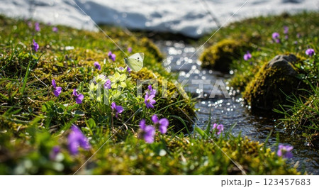 春の雪解けと小川の花と蝶 123457683