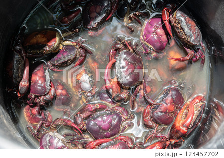 Rice field crabs after catching by farmer in a bucket. They are an important ingredient in papaya salad. Found in bodies of freshwater, such as rivers and streams, in tropic and subtropic climates. Rice field crabs after catching by farmer in a bucket. They are an important ingredient in papaya salad. Found in bodies of freshwater, such as rivers and streams, in tropic and subtropic climates. 123457702