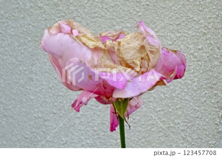 枯れた壁を背景にしたピンク色のバラの花 枯れた壁を背景にしたピンク色のバラの花 123457708