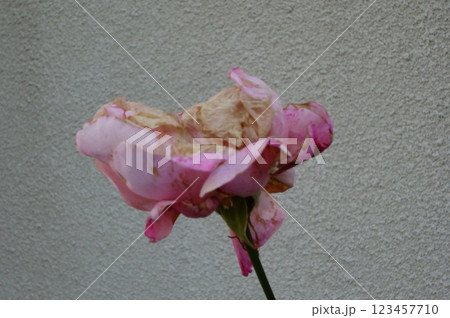 枯れた壁を背景にしたピンク色のバラの花 枯れた壁を背景にしたピンク色のバラの花 123457710