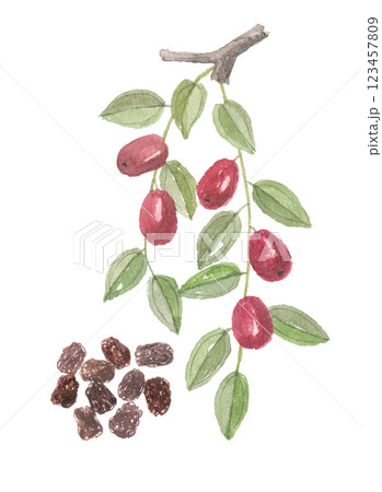 水彩で描いた棗　ナツメ 123457809