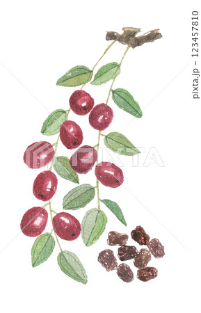 水彩で描いた棗　ナツメ 123457810