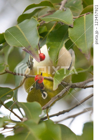 公園で野鳥観察　木の赤い実食べるメジロ④ 123457921
