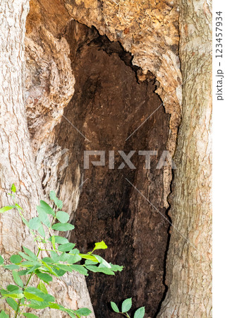 Hole in the base of a Large tree in the park  123457934