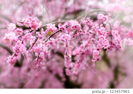 ピンクの花びらが美しい枝垂れ梅 123457961