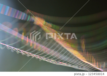 朝陽を浴びて虹色に輝く蜘蛛の巣　クローズアップ 123458014