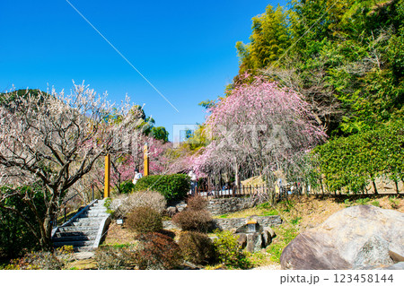 静岡県熱海市 熱海梅園 和風庭園 足湯周りの梅林 早咲きの梅 静岡県熱海市 熱海梅園 和風庭園 足湯周りの梅林 早咲きの梅 123458144
