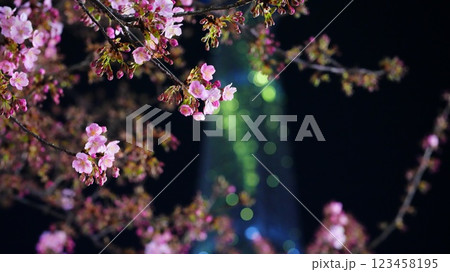 ライトアップされた河津桜東京スカイツリー特別色 123458195