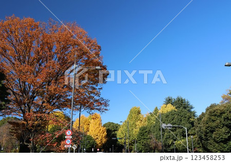 紅葉したけやきのある千代田区北の丸公園の風景 123458253