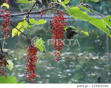 イイギリ イイギリ 123458340