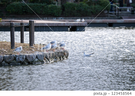 公園のウミカモメ 123458564