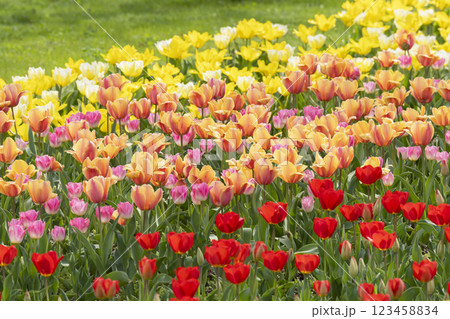 チューリップの花 123458834